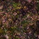 Patchy grass