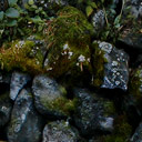 Mossy rock wall